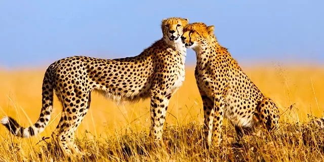 Exotic Safari Tours in Kenya: A Journey into the Heart of Africa’s Wildlife