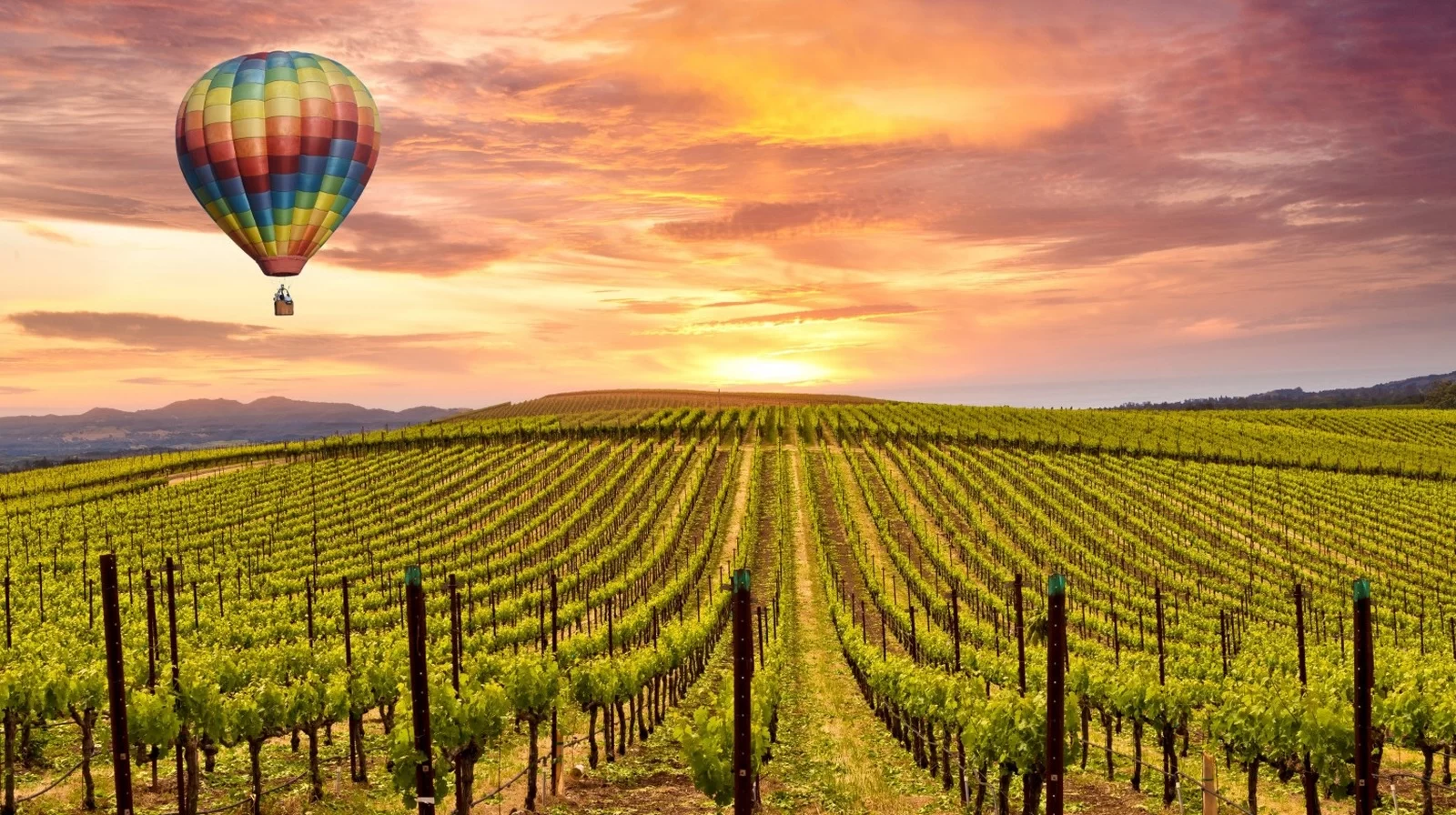 Private Vineyard Tours in California: Explore Napa Valley’s Best Vineyards