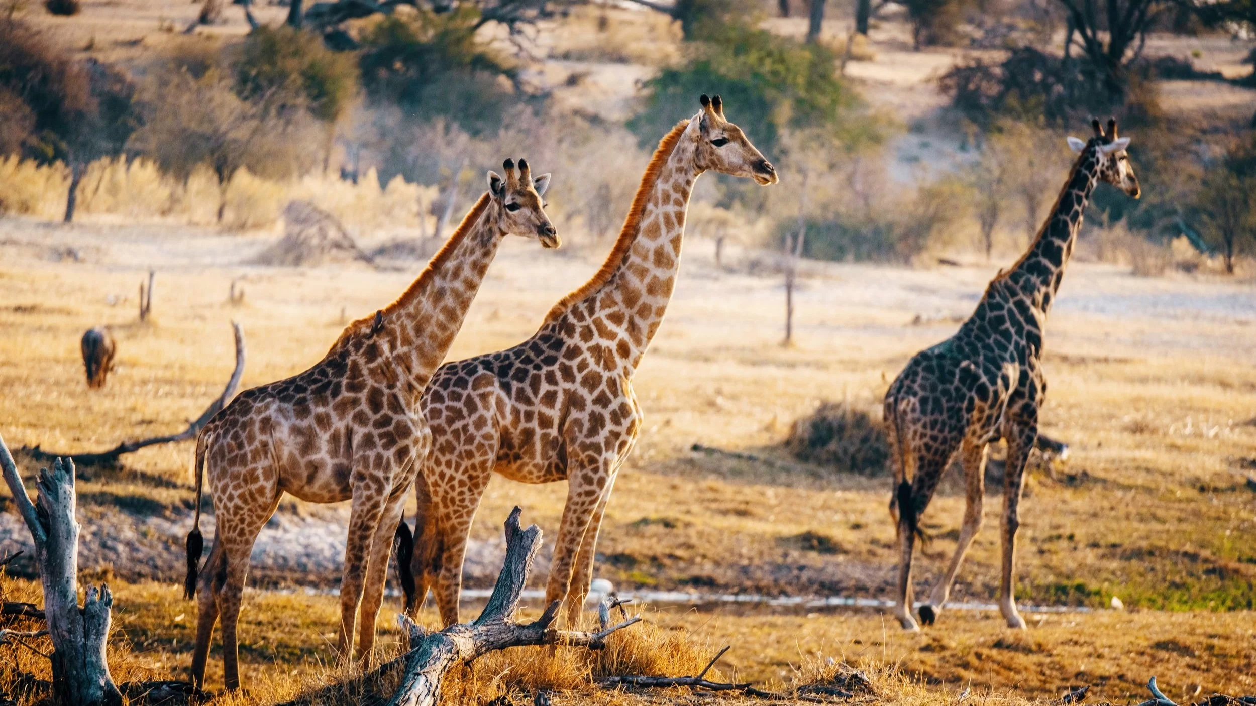 Ultimate Guide to Private Game Drives and Safaris in Botswana: A Unique Wildlife Experience