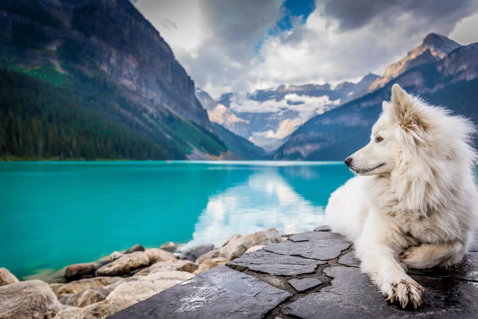 Top Destinations for Luxury Travel with Pets