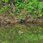 Kings River Camping And Rentals LLC