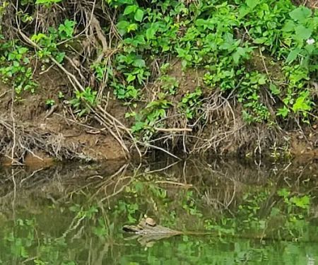 Kings River Camping And Rentals LLC