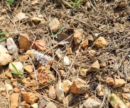 Prospect Park Mobile Home Community