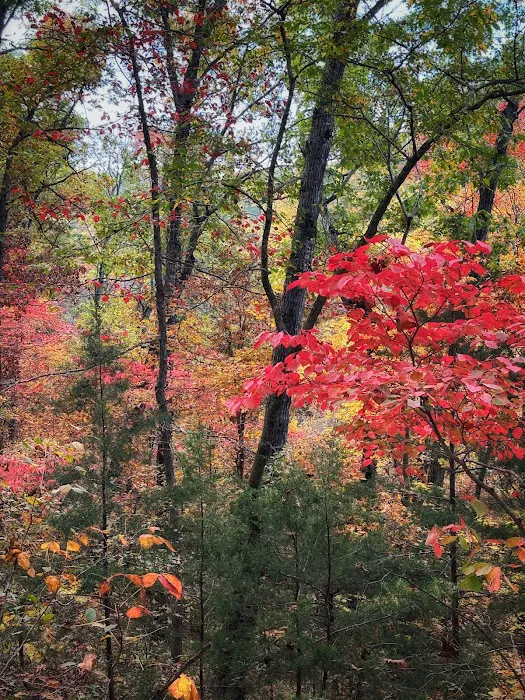 Sugar Camp National Forest Scenic Byway 9