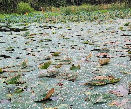 The Pines Campground