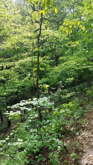 Pigeon Roost Camp Site 5 8