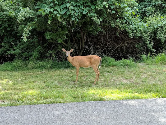 Prairie Creek Campground 5
