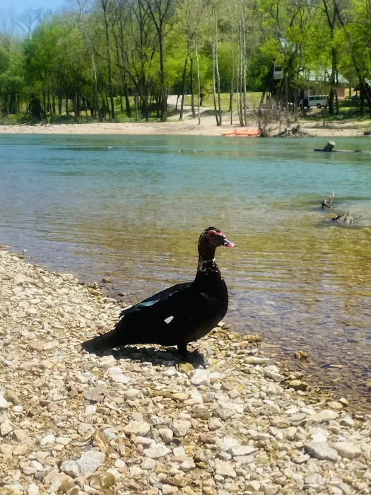 Shady Beach Campground 8
