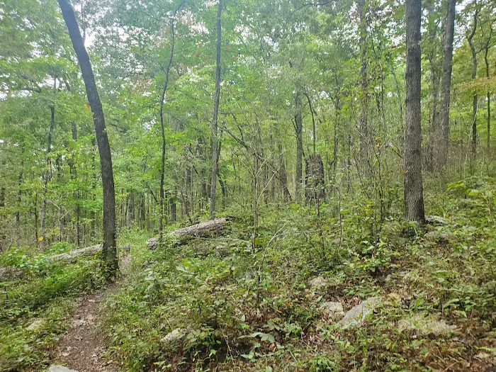 Shores Lake Campground 3