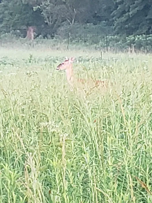 Prairie State Park Campground 1