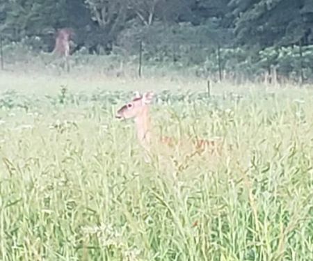 Prairie State Park Campground