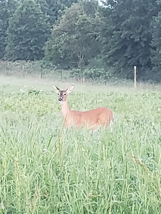 Prairie State Park Campground 3