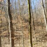 Haw Creek Falls Recreation Area