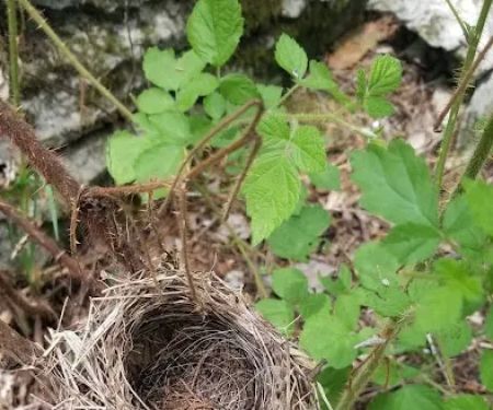 Devilu2019s Den Horse Camp