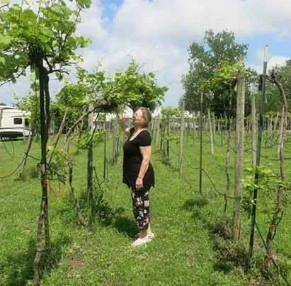 Primrose Farm RV & Camping 10