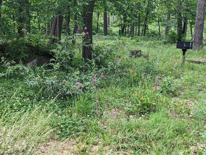 Lake Wedington Campground 1