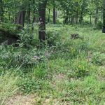 Lake Wedington Campground