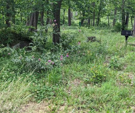 Lake Wedington Campground