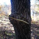 Lake Wedington Campground