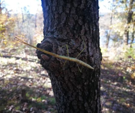 Lake Wedington Campground