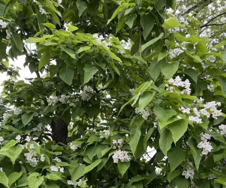 Eclipse Tent Village