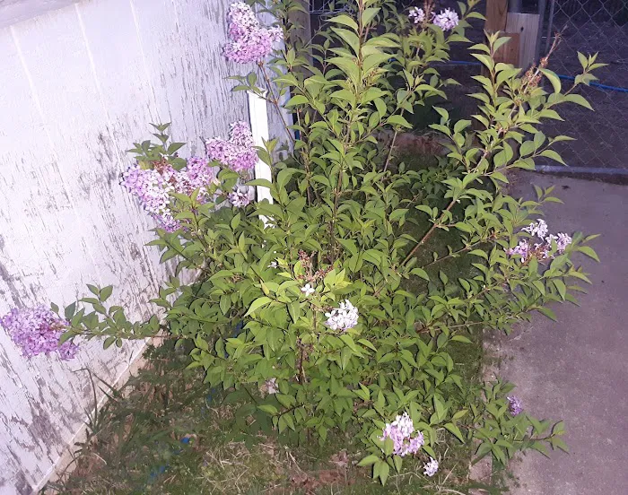 Country Mobile Home Park 6