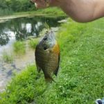 Tradin' at the Ranch