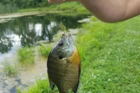 Tradin' at the Ranch