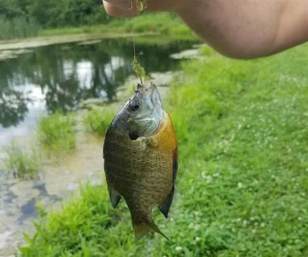 Tradin' at the Ranch