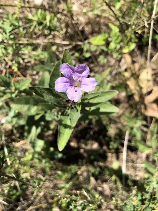 Bayou Bluff Recreation Area 7