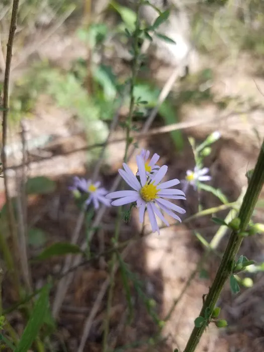 Bayou Bluff Recreation Area 8