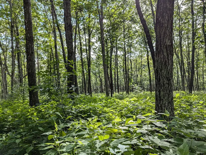 Cameron Bluff Campground 4