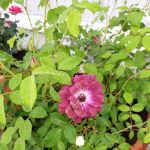 Cameo Mobile Home Park