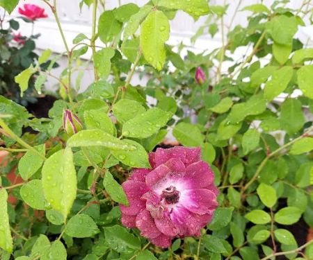 Cameo Mobile Home Park