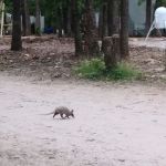 Mohican Campsite
