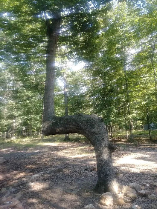 Hawthorn Campsite 2
