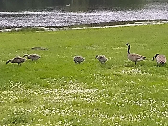 Lake Meadows RV Park 8