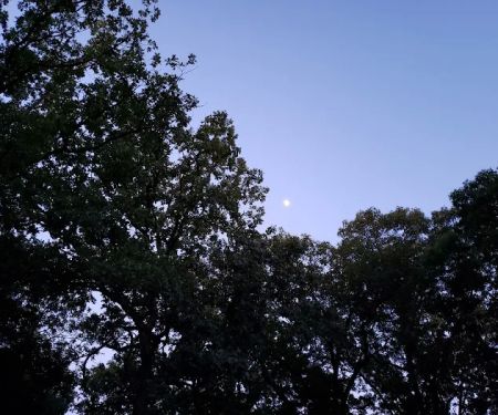 Piercing Arrow Council Ring