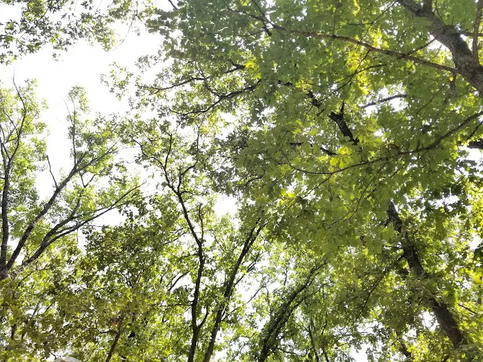Cedar Campsite 1