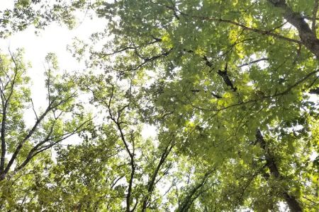 Cedar Campsite