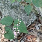 Piercing Arrow Ecology Lodge