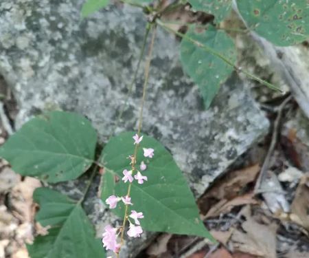 Piercing Arrow Ecology Lodge