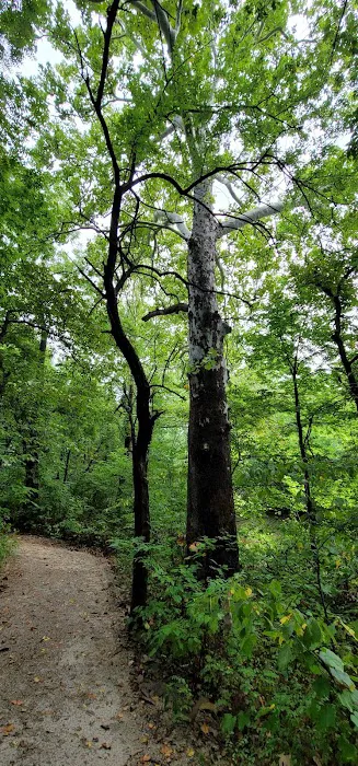 Lake Miola Campgrounds 6