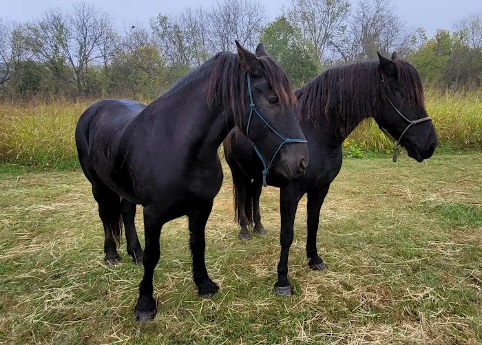 Hillsdale State Park Equestrian Camp 6