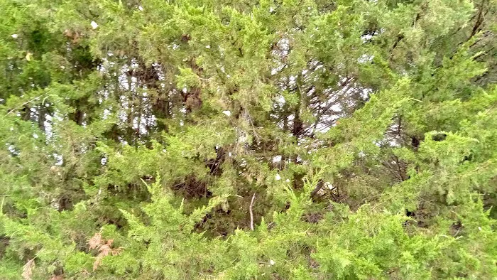 Manns Cove Campground 4