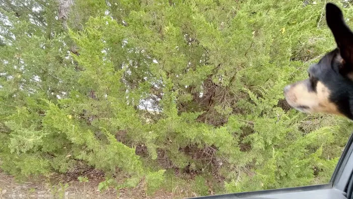 Manns Cove Campground 5