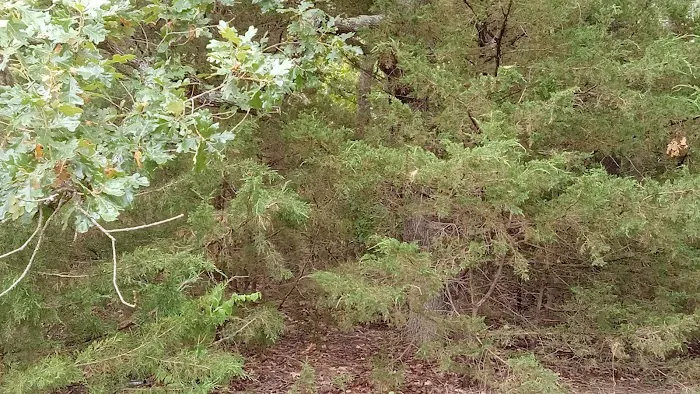 Manns Cove Campground 1