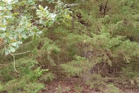 Manns Cove Campground