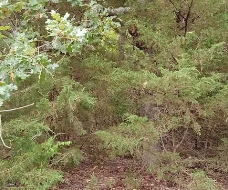 Manns Cove Campground