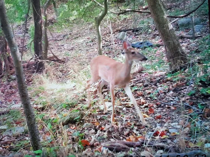 Indian Springs Park 6